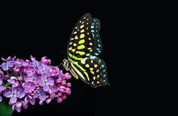 Colorful spotted tropical butterfly on purple lilac flowers isolated on black. Copy space. Graphium...