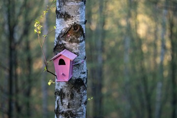 Mały różowy karmnik na białej brzozie