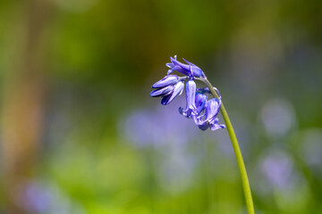 Sunlit purple bluebell flowers against a natural green background, using a shallow depth of field.
