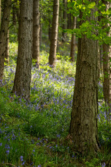 Obraz premium A carpet of bluebell flowers in a woodland using a shallow depth of field.