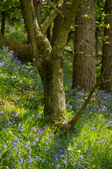 A carpet of bluebell flowers in a woodland using a shallow depth of field.