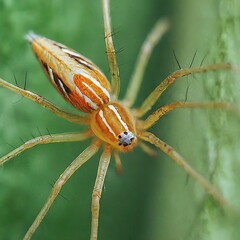 Closeup photo of a alive Spider macro 35mm close up film still photography natural light