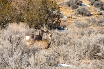 Two Mule Deer in the sagebrush at Theodore Roosevelt National Park. © donfink