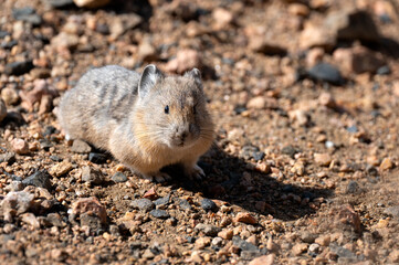 Portrait of a Pika.