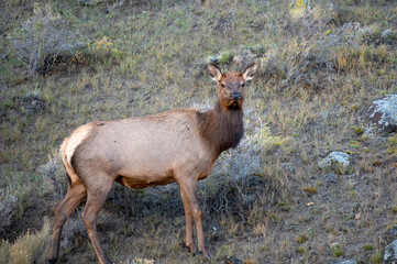 Portrait of an Elk standing on a hillside in Yellowstone National Park. - Powered by Adobe
