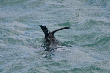Obraz premium Seal in the water showing his tail off South Africa
