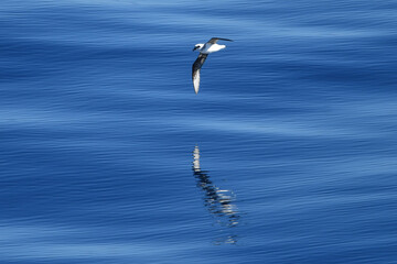 seagull in flight over the glassy water
