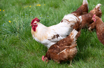 Poultry walk across a meadow. A white cockerel strides ahead of a group of brown hens. The sun is shining.
