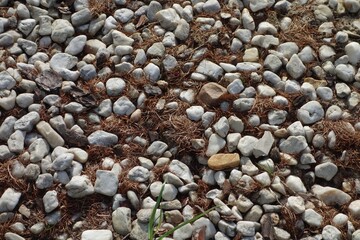 Pebbles scattered on the ground in the garden together with dried needle plants constitute a...