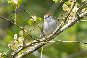 Female Blackcap perched on a branch. 