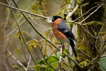 Male Bullfinch perched with seed in beak.