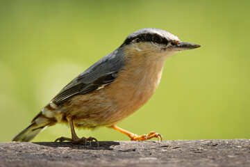 Close up of a Nuthatch