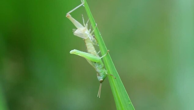 a grasshopper after molting still fresh, footage, video background, closeup, insect.