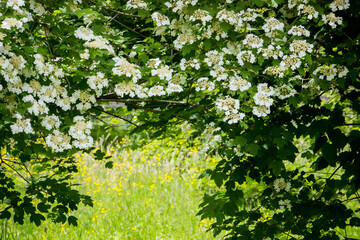 viburnum inflorescences, flowers on the meadow, various herbs, grass, outside the village