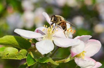 bee on flower