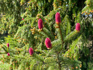 Female flowers on a fir tree