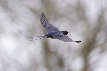 Swallow flying in Wales.
