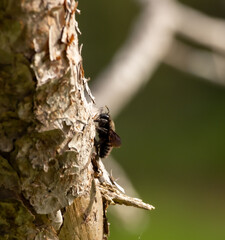bee on a tree
