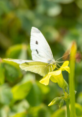 butterfly on a flower