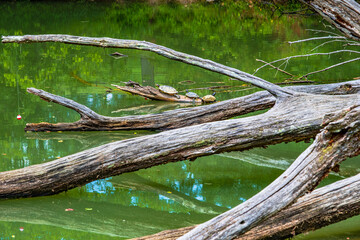 Multiple turtles sunning on floating branch in Steele Creek Lake in Tennessee.