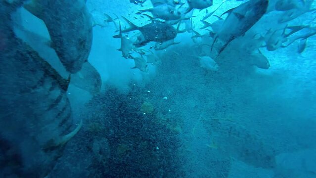 Colorful surgeonfish fishes of sea aquarium with coral reef. Foxface rabbitfish, Bluespine Unicornfish and Pyramid butterflyfish. Clownfish, Royal gramma, and Yellowfin Tang. Fishes of Red Sea. High q