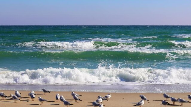 Sea waves rolling on the sandy shore, seagulls on the shore, bright sunny day. Real time.