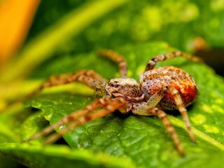 Cheiracanthium inclusum, alternately known as the black-footed yellow sac spider. Macro closeup tiny spider