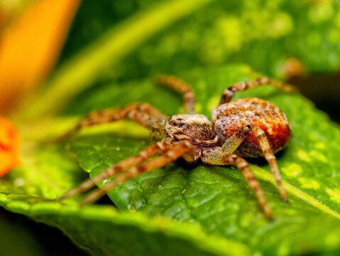 Cheiracanthium inclusum, alternately known as the black-footed yellow sac spider. Macro closeup tiny spider
