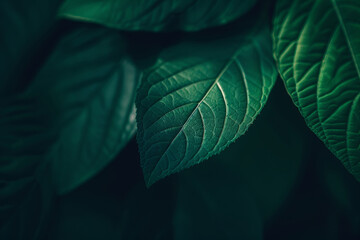Detailed Botanical Design, Close-Up of Lush Green Leaves