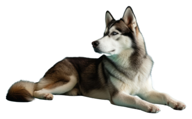 PNG Alaskan malamute dog mammal animal pet.