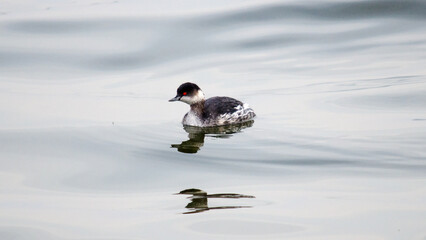 duck on ice