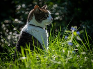 Tabby Cat in a Sunny Garden