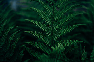 Green fern leaf close-up