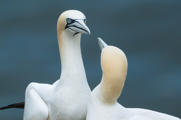 Northern Gannets