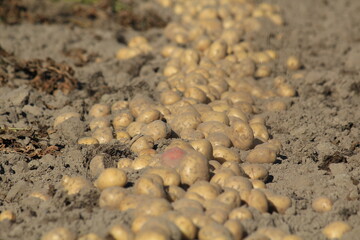 fresh potato harvest