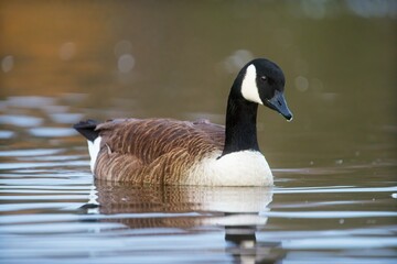 Canada Goose