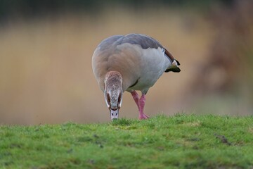 Egyptian Goose
