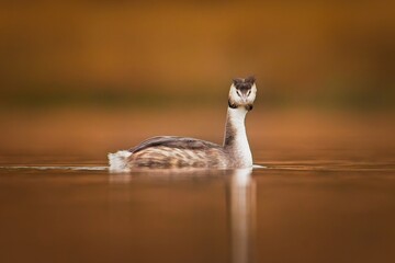 Great Crested grebe