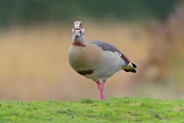 Egyptian Goose
