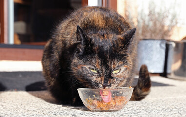Eine Schildpatt Katze frisst gesundes leckeres Katzenfutter