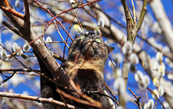 Lustiges Katzenfoto von einer jungen dreif&auml;rbigen Katze die auf einen Weidenbaum geklettert ist