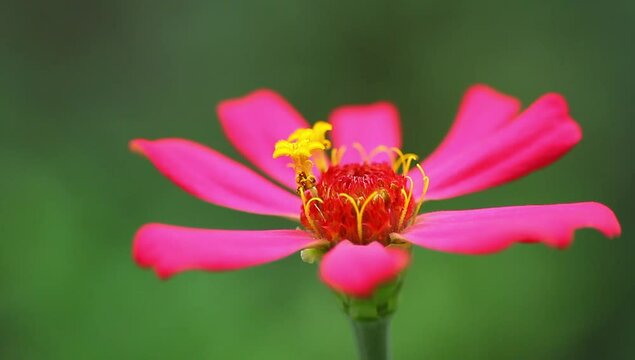 pink zinnia elegans flowers blowing in the wind, footage, video background, closeup.