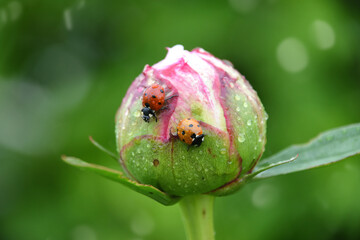 Two ladybugs, a red and an orange spotted ladybug insects bugs on a peony flower in the garden.