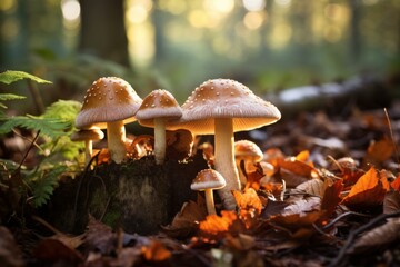 Enchanting mushrooms stand tall on forest floor bathed in soft, golden sunlight