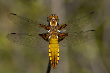 Plattbauch Weibchen (Libellula depressa), Libellen