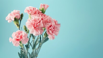 Bouquet of pink carnation flowers over blue background. Saint valentine, mothers day idea