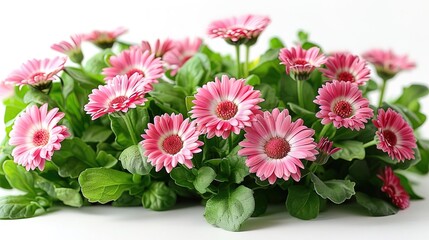 A beautiful bouquet of pink gerbera daisies