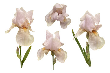 Iris germanica tender light pink beige garden flower with bud and stem selective focus close-up,...