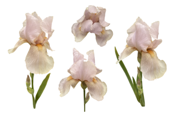 Iris germanica tender light pink beige garden flower with bud and stem selective focus close-up, cutout with clipping path object, floral element of design, decor