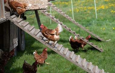 Keeping chickens on greenfield sites. A chicken climbs up a chicken ladder to the shelter. Other...